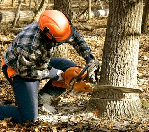 Tree Removal in Roxbury, PA